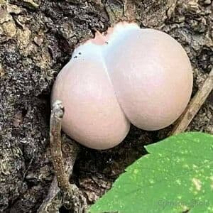 crimson_ghoul Nude  Leaks 94 Photos