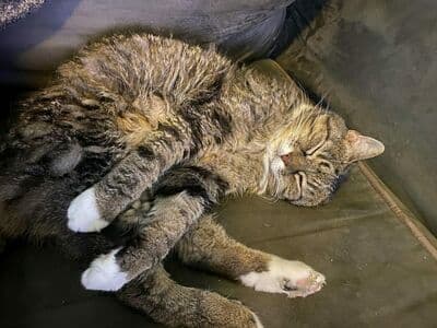 Scarlett Jade Nude  Leaks 16 Photos