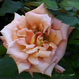 Vanessa Lane Nude  Leaks 11 Photos