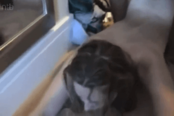 Click to view full size Blonde girl demolished in BBC gangbang