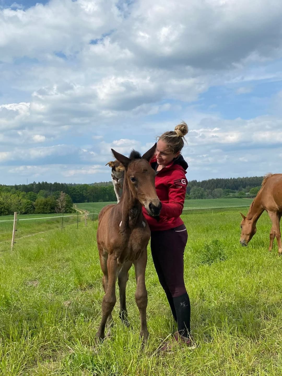 Chienne française à baiser