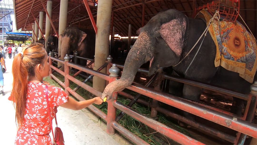 Elephants feeding with big ass Thai girlfriend