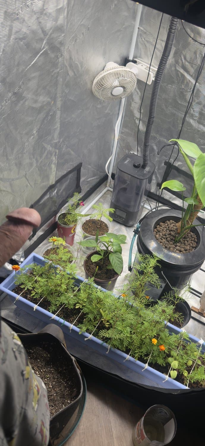 Chuybano is your favorite gardener’s favorite gardener!