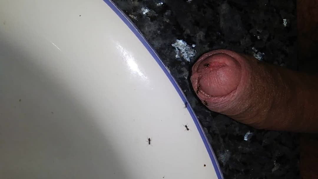 Dick torture by ants