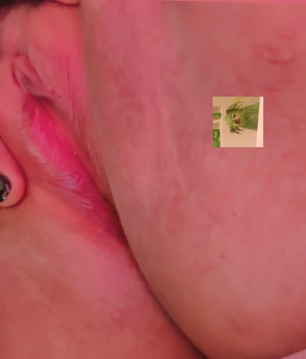 Gordibuena regia tetona