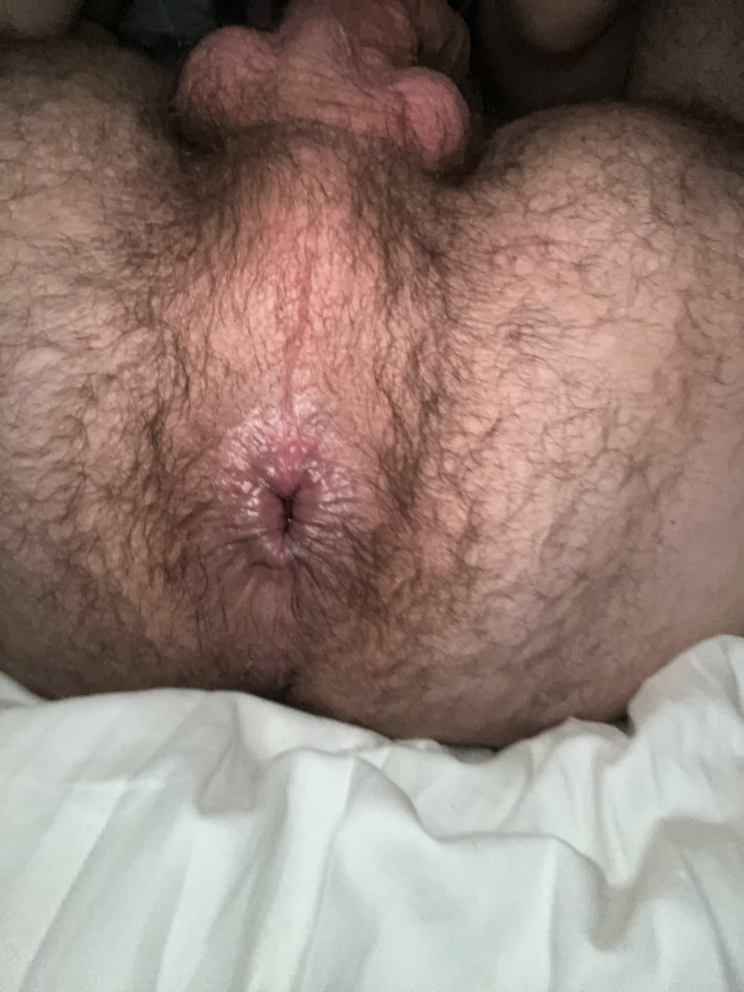 Gay hairy bear hole
