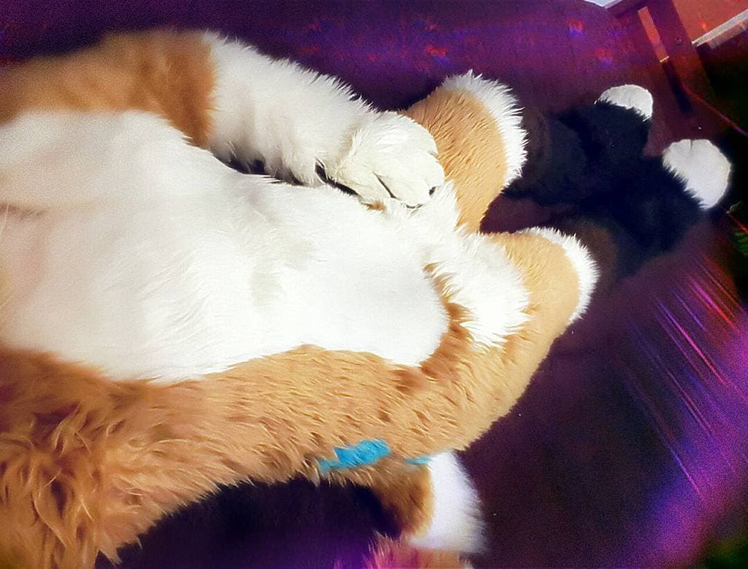 [FURRY] ?? infamous shiba/deer murrsuiter sex tapes (fřëÿäśħîbê)