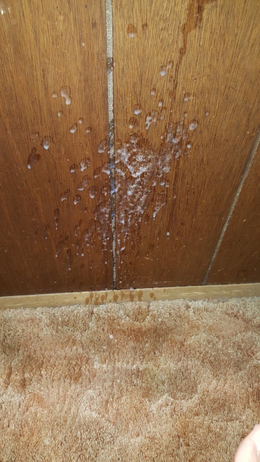 Cumming After 1 Week of No Fap