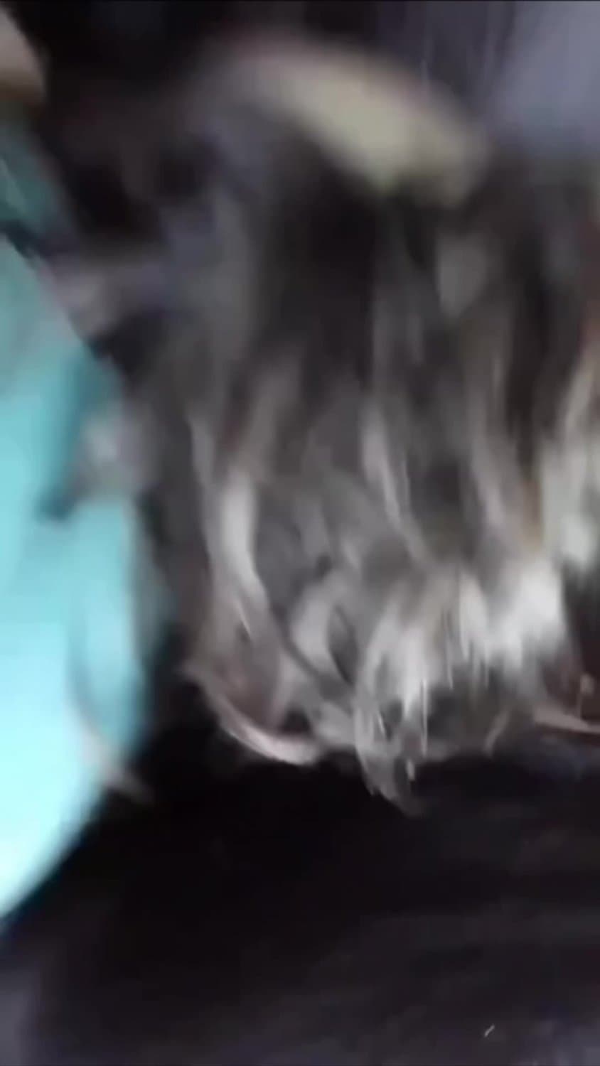 Latina College Girlfriend Car Blowjob