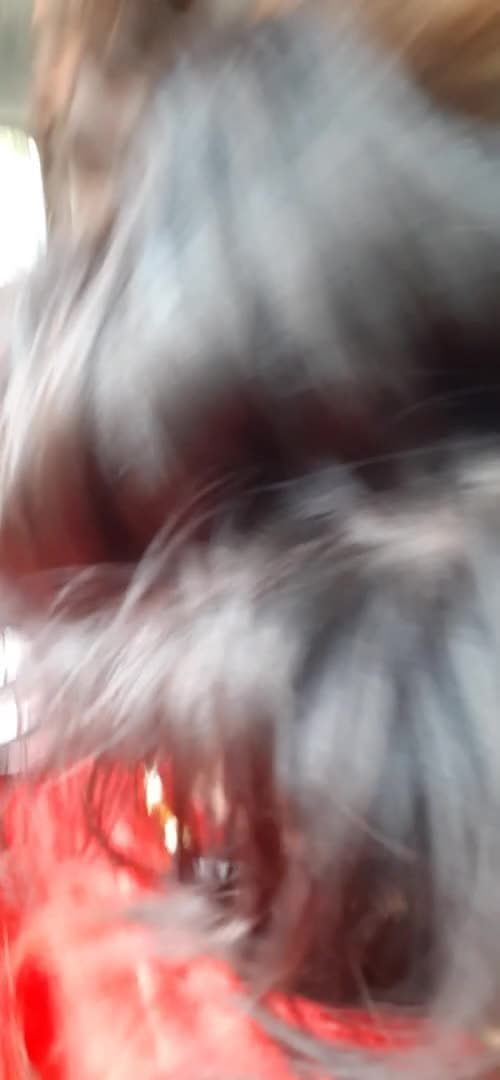 BBC cumming on bbw Latina face