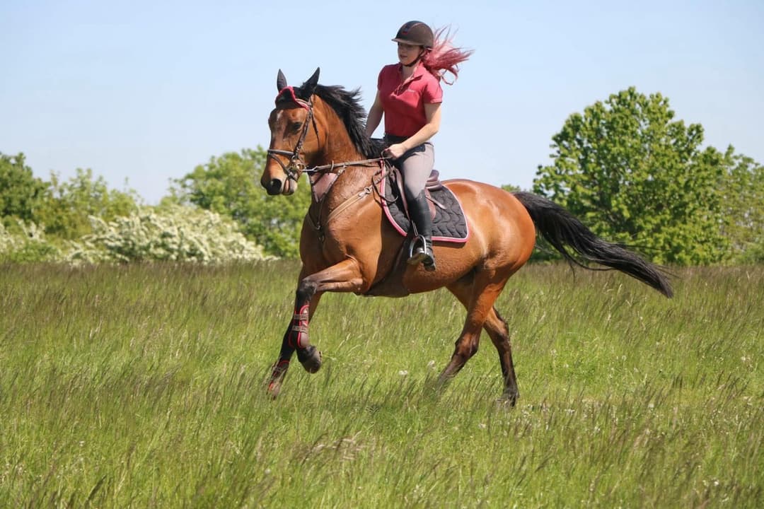 Chienne française à baiser