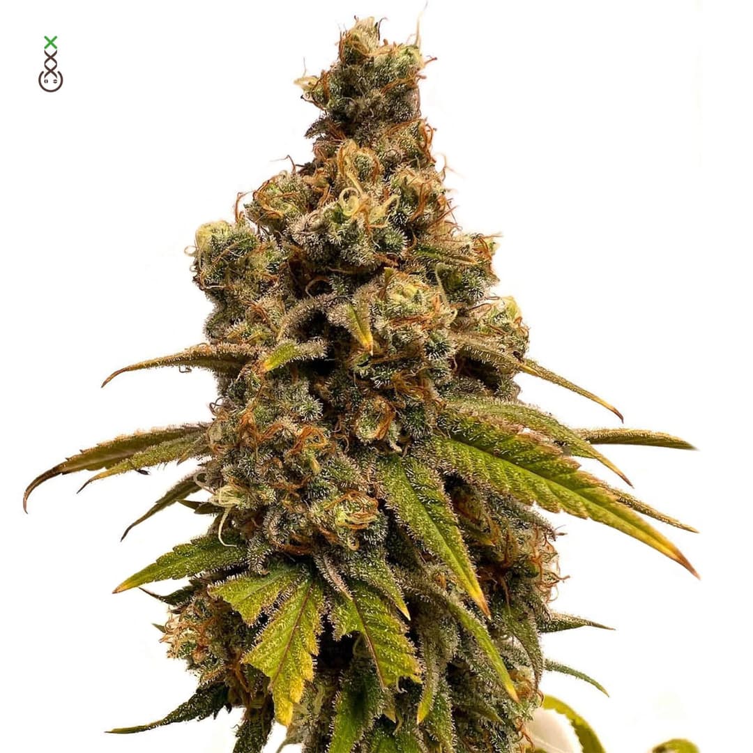 Oakbanana Express ®️ Rated Ⓜ️ [Announcement]