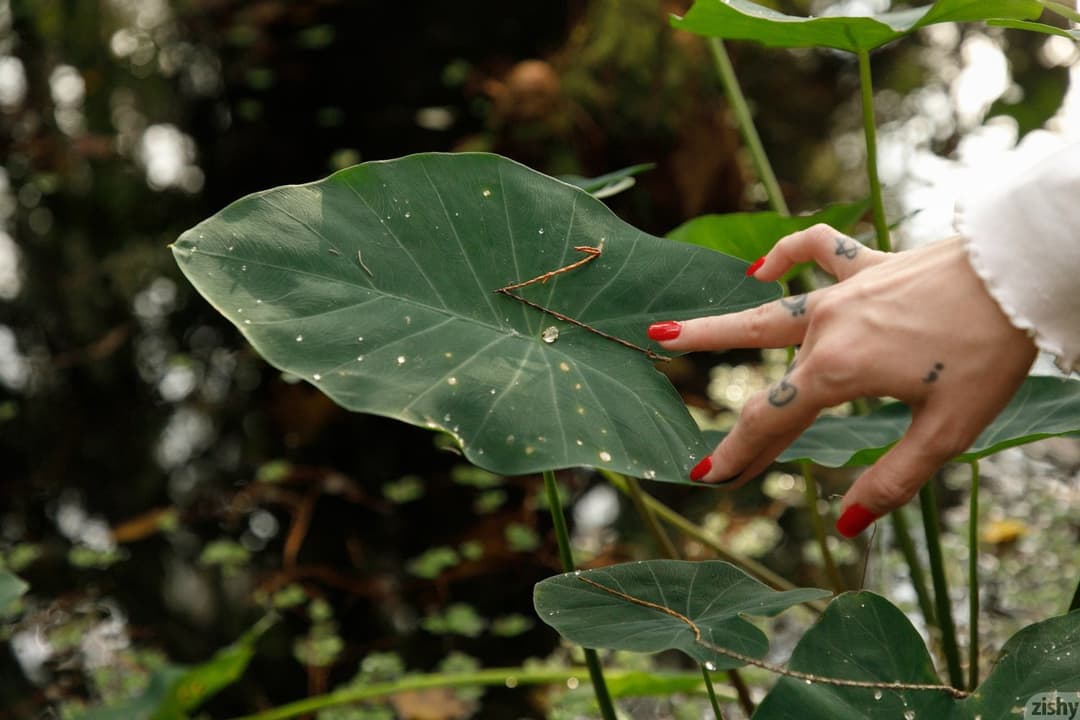 Keisha Grey Still Keishing