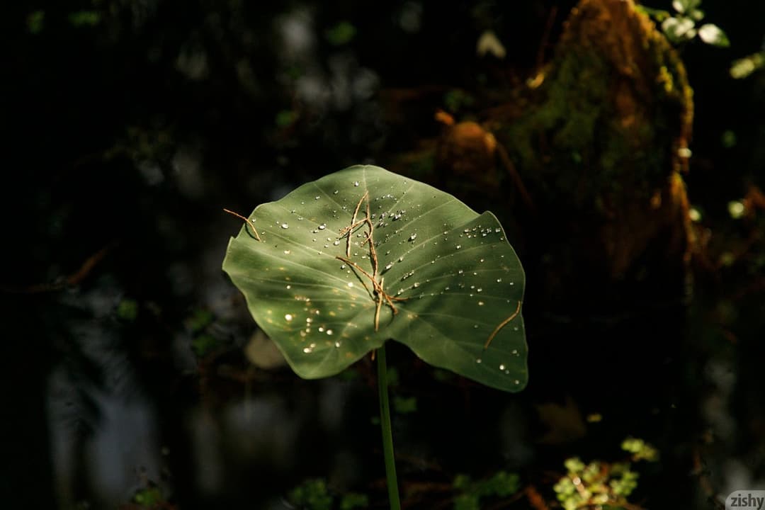 Keisha Grey Still Keishing