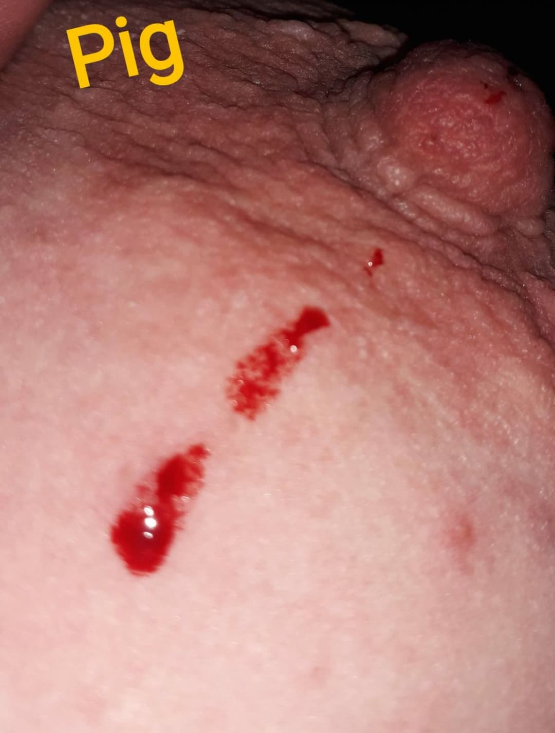 Worthless pig bitch drink piss and suffer for me ?