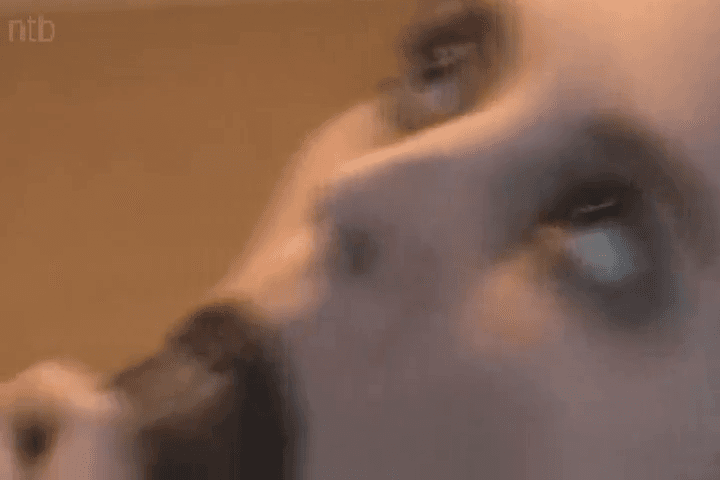 Click to view full size Blonde girl demolished in BBC gangbang