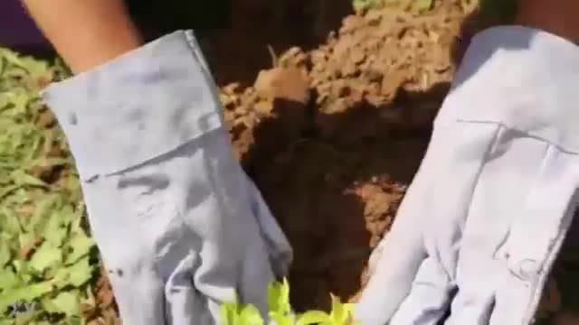 Um Morenão Deliciosa no Especial do Dia da Árvore