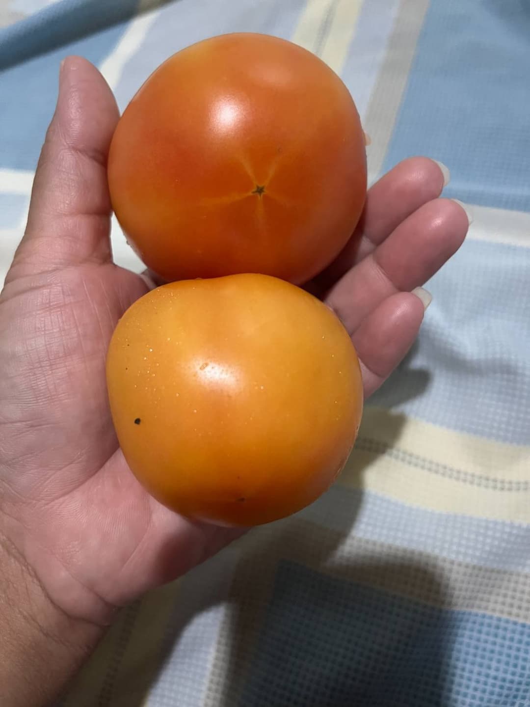 pussy laying tomato, onion