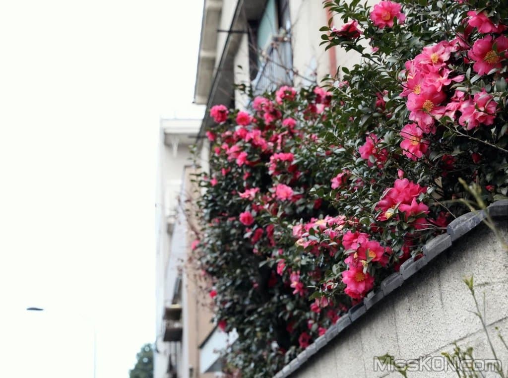 Mito Kana (水戸かな): 花を愛でる人