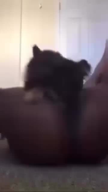 Dog licks his owners clean shaved pussy while she moans