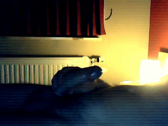 Cocks of Chatroulette 2