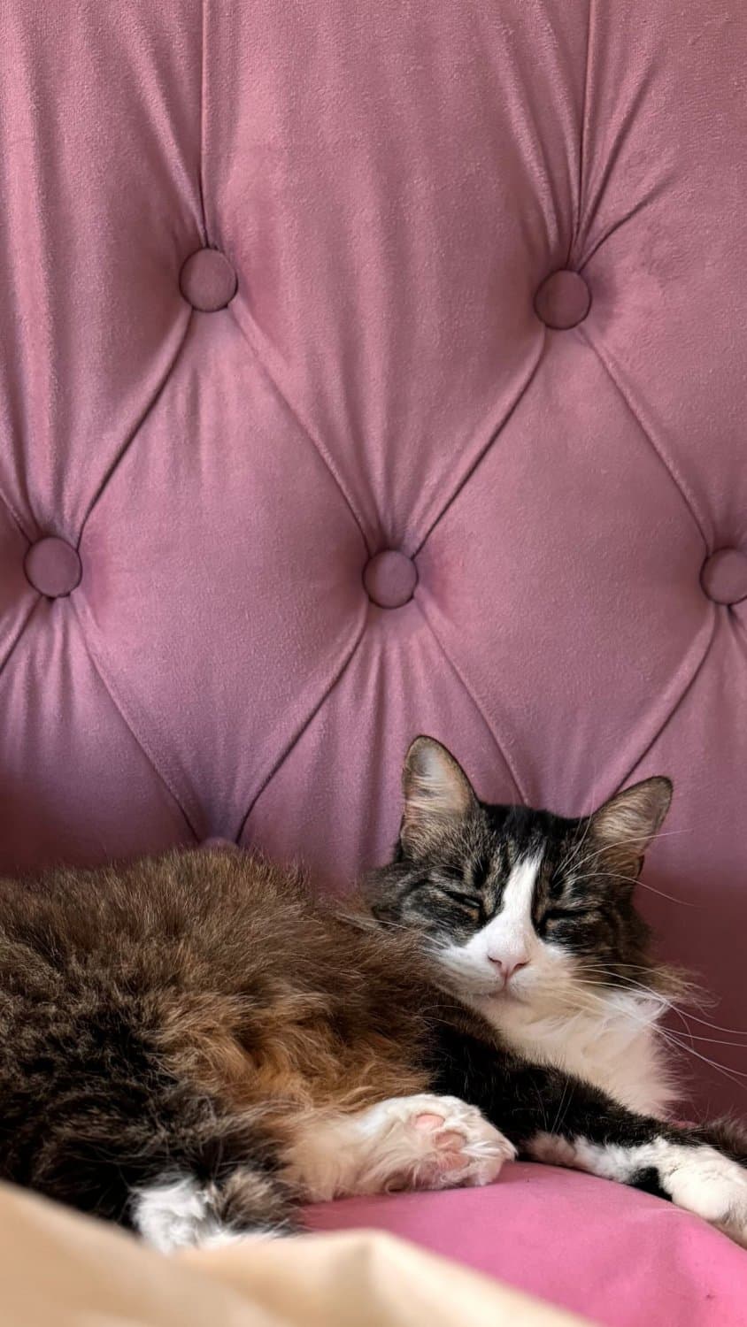 I will tell you the story behind one of my tattoos every time you make me cum