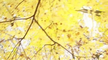 
Watch4Beauty - Davon Kim: Forest Nymph